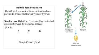 Hybrid Seed Production
Hybrid seed production in maize involved two
parents to produce following types of hybrids
Single cross: Hybrid seed produced by controlled
crossing between two selected inbreds
(A x B).
A X B
Single Cross Hybrid
 