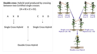 Double cross: Hybrid seed produced by crossing
between two Certified single crosses
[(A x B) x (C x D)].
A X B C X D
Single Cross Hybrid X Single Cross Hybrid
Double Cross Hybrid
 