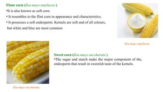 Flour corn (Zea mays amylacea )
•It is also known as soft corn.
• It resembles to the flint corn in appearance and characteristics.
• It possesses a soft endosperm. Kernels are soft and of all colours,
but white and blue are most common
Sweet corn (Zea mays saccharata )
•The sugar and starch make the major component of the,
endosperm that result in sweetish taste of the kernels.
Zea mays amylacea
Zea mays saccharata
 