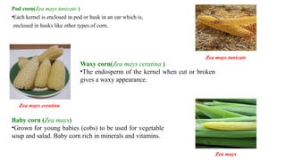 Pod corn(Zea mays tunicate )
•Each kernel is enclosed in pod or husk in an ear which is,
enclosed in husks like other types of corn.
Waxy corn(Zea mays ceratina )
•The endosperm of the kernel when cut or broken
gives a waxy appearance.
Baby corn (Zea mays)
•Grown for young babies (cobs) to be used for vegetable
soup and salad. Baby corn rich in minerals and vitamins.
Zea mays tunicate
Zea mays ceratina
Zea mays
 