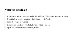 Varieties of Maize
• 1st
hybrid of maize = Ganga-1 (1961 by All India Coordinated research project )
• High Quality protein varieties – Shaktiman-1 , HQPM-1 .
• Synthetic varieties = Amber
• Composites varieties = Prabhat , Navjot , Kiran , CO-1 .
• Lysin (4%) rich varieties = Shakti , Ratna
 