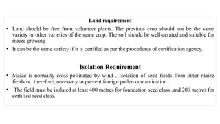 Land requirement
• Land should be free from volunteer plants. The previous crop should not be the same
variety or other varieties of the same crop. The soil should be well-aerated and suitable for
maize growing
• It can be the same variety if it is certified as per the procedures of certification agency.
Isolation Requirement
• Maize is normally cross-pollinated by wind . Isolation of seed fields from other maize
fields is , therefore, necessary to prevent foreign pollen contamination .
• The field must be isolated at least 400 metres for foundation seed class ,and 200 metres for
certified seed class.
 