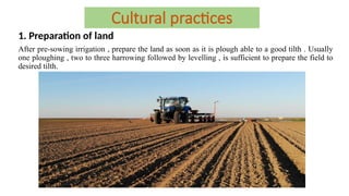 Cultural practices
1. Preparation of land
After pre-sowing irrigation , prepare the land as soon as it is plough able to a good tilth . Usually
one ploughing , two to three harrowing followed by levelling , is sufficient to prepare the field to
desired tilth.
 