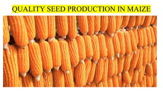 QUALITY SEED PRODUCTION IN MAIZE
 