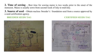 2. Time of sowing – Best time for sowing maize is two weeks prior to the onset of the
monsoon. Maize is usually sown from second week of July to mid-July.
3. Source of seed – Obtain nucleus /breeder’s / foundation seed from a source approved by
a seed certification agency.
BREEDER SEEDS TAG CERTIFIED SEEDS TAG
 
