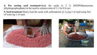 4. Pre sowing seed treatment-Soak the seeds in 2 % KH2PO4(potassium
dihydrogenphosphate) in the seed to solution ratio of 1:1 for 8 h (or)
5. Seed treatment-Slurry treat the seeds with carbendazim @ 2 g kg-1 of seed using 5ml
of water kg-1 of seed.
 