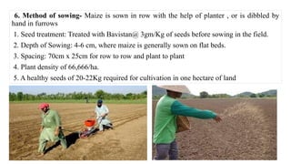 6. Method of sowing- Maize is sown in row with the help of planter , or is dibbled by
hand in furrows
1. Seed treatment: Treated with Bavistan@ 3gm/Kg of seeds before sowing in the field.
2. Depth of Sowing: 4-6 cm, where maize is generally sown on flat beds.
3. Spacing: 70cm x 25cm for row to row and plant to plant
4. Plant density of 66,666/ha.
5. A healthy seeds of 20-22Kg required for cultivation in one hectare of land
 