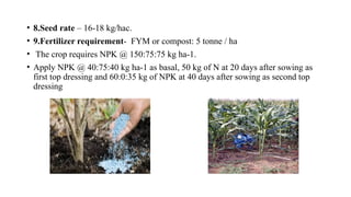 • 8.Seed rate – 16-18 kg/hac.
• 9.Fertilizer requirement- FYM or compost: 5 tonne / ha
• The crop requires NPK @ 150:75:75 kg ha-1.
• Apply NPK @ 40:75:40 kg ha-1 as basal, 50 kg of N at 20 days after sowing as
first top dressing and 60:0:35 kg of NPK at 40 days after sowing as second top
dressing
 