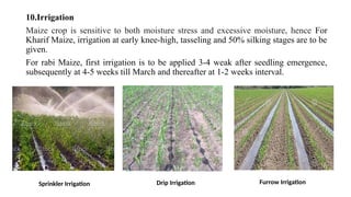 10.Irrigation
Maize crop is sensitive to both moisture stress and excessive moisture, hence For
Kharif Maize, irrigation at early knee-high, tasseling and 50% silking stages are to be
given.
For rabi Maize, first irrigation is to be applied 3-4 weak after seedling emergence,
subsequently at 4-5 weeks till March and thereafter at 1-2 weeks interval.
Sprinkler Irrigation Drip Irrigation Furrow Irrigation
 