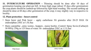 11. INTERCULTURE OPERATION - Thinning should be done after 10 days of
germination keeping one plant per hill. At knee high stage (about 35 days after germination)
the crop plants should be earthed-up followed by light hand weeding. The second earthing up
should be done at 60 days after germination of the crop; it may slightly vary in respective to
locality.
12. Plant protection – Insect control
• Stem borer and Pink borer – apply carbofuran 3G granules after 20-25 DAS. Or
endosulphan 25EC at 1.5L/hac
• Hairy caterpillar , army worms , hoppers , maize beetles -Control: Spray Sevin (Carbaryl)
50 WP@ 250g in 125 litres of water. Or endosulphan 25EC at 1.5 L/hac
Pink borer army worms
 