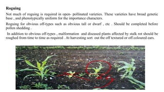 Roguing
Not much of roguing is required in open- pollinated varieties. These varieties have broad genetic
base , and phenotypically uniform for the importance characters.
Roguing for obvious off-types such as obvious tall or dwarf , etc . Should be completed before
pollen shedding .
In addition to obvious off-types , malformation and diseased plants affected by stalk rot should be
roughed from time to time as required . At harvesting sort out the off textured or off coloured ears.
 