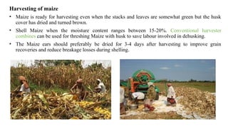 Harvesting of maize
• Maize is ready for harvesting even when the stacks and leaves are somewhat green but the husk
cover has dried and turned brown.
• Shell Maize when the moisture content ranges between 15-20%. Conventional harvester
combines can be used for threshing Maize with husk to save labour involved in dehusking.
• The Maize ears should preferably be dried for 3-4 days after harvesting to improve grain
recoveries and reduce breakage losses during shelling.
 