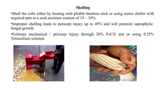 Shelling
•Shell the cobs either by beating with pliable bamboo stick or using maize sheller with
required rpm at a seed moisture content of 15 – 18%.
•Improper shelling leads to pericarp injury up to 48% and will promote saprophytic
fungal growth.
•Estimate mechanical / pericarp injury through 20% FeCl3 test or using 0.25%
Tetrazolium solution
 