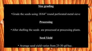 Size grading
•Grade the seeds using 18/64” round perforated metal sieve
Processing
•After shelling the seeds are processed at processing plants.
Seed Yield
• Average seed yield varies from 25-30 qtl/hac.
 