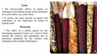 Xenia
• The direct/visible effects of pollen on
endosperm and related tissues in the formation
of a seed colour. e.g. seed colour.
• In maize, the gene present in sperm cell
contributes in the expression of colour of
hybrid seeds.
Metaxenia
• The effect of a pollen parent on the
developing maternal tissues of a seed or fruit
outside the embryo and endosperm due to
hormones produced by the embryo and
endosperm after double fertilization
 