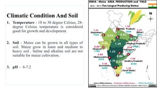 Climatic Condition And Soil
1. Temperature - 18 to 30 degree Celsius, 28-
degree Celsius temperature is considered
good for growth and development.
2. Soil - Maize can be grown in all types of
soil. Maize grow in loam and medium to
heavy soil . Saline and alkaline soil are not
suitable for maize cultivation.
3. pH – 6-7.2
 