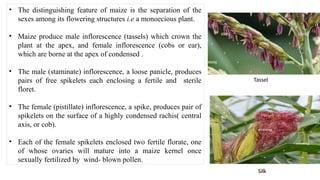 • The distinguishing feature of maize is the separation of the
sexes among its flowering structures i.e a monoecious plant.
• Maize produce male inflorescence (tassels) which crown the
plant at the apex, and female inflorescence (cobs or ear),
which are borne at the apex of condensed .
• The male (staminate) inflorescence, a loose panicle, produces
pairs of free spikelets each enclosing a fertile and sterile
floret.
• The female (pistillate) inflorescence, a spike, produces pair of
spikelets on the surface of a highly condensed rachis( central
axis, or cob).
• Each of the female spikelets enclosed two fertile florate, one
of whose ovaries will mature into a maize kernel once
sexually fertilized by wind- blown pollen.
Tassel
Silk
 