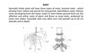ROOT
Normally Maize plant will have three types of roots, Seminal roots - which
develop from radical and persist for long period, adventitious roots, Fibrous
roots developing from the lower nodes of stem below ground level are the
effective and active roots of plant and Brace or prop roots, produced by
lower two nodes. Favorable soils may allow corn root growth up to 60 cm
laterally and in depth.
 