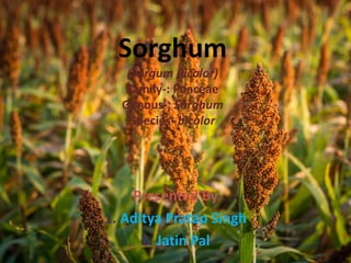 Sorghum
(Sorgum Bicolor)
Family-: Poaceae
Genous-: Sorghum
Species- bicolor
Presented By
1. Aditya Pratap Singh
2. Jatin Pal
 