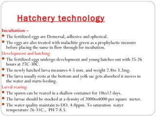 Seed production technology of catfishes | PPT