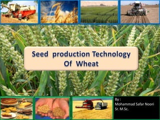 Seed  production Technology Of  Wheat By : Mohammad Safar Noori Sr. M.Sc. 