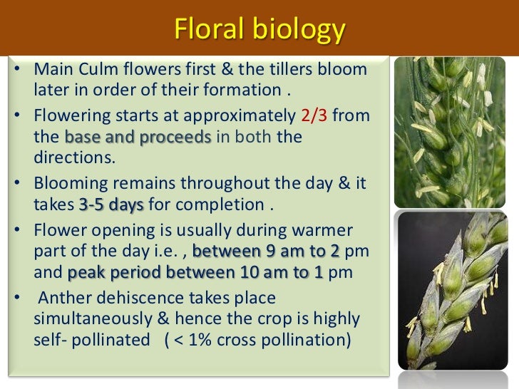 Seed production technology of wheat