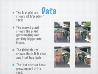 The ﬁrst picture
shows all tree plant
                     Data
steps.

The second plant
shows the plant
germinating and
getting bigger and
bigger.

The third plants
shows thats it is dead
and that has leafs.

The last one is a bean
growing out of its
seed.
 