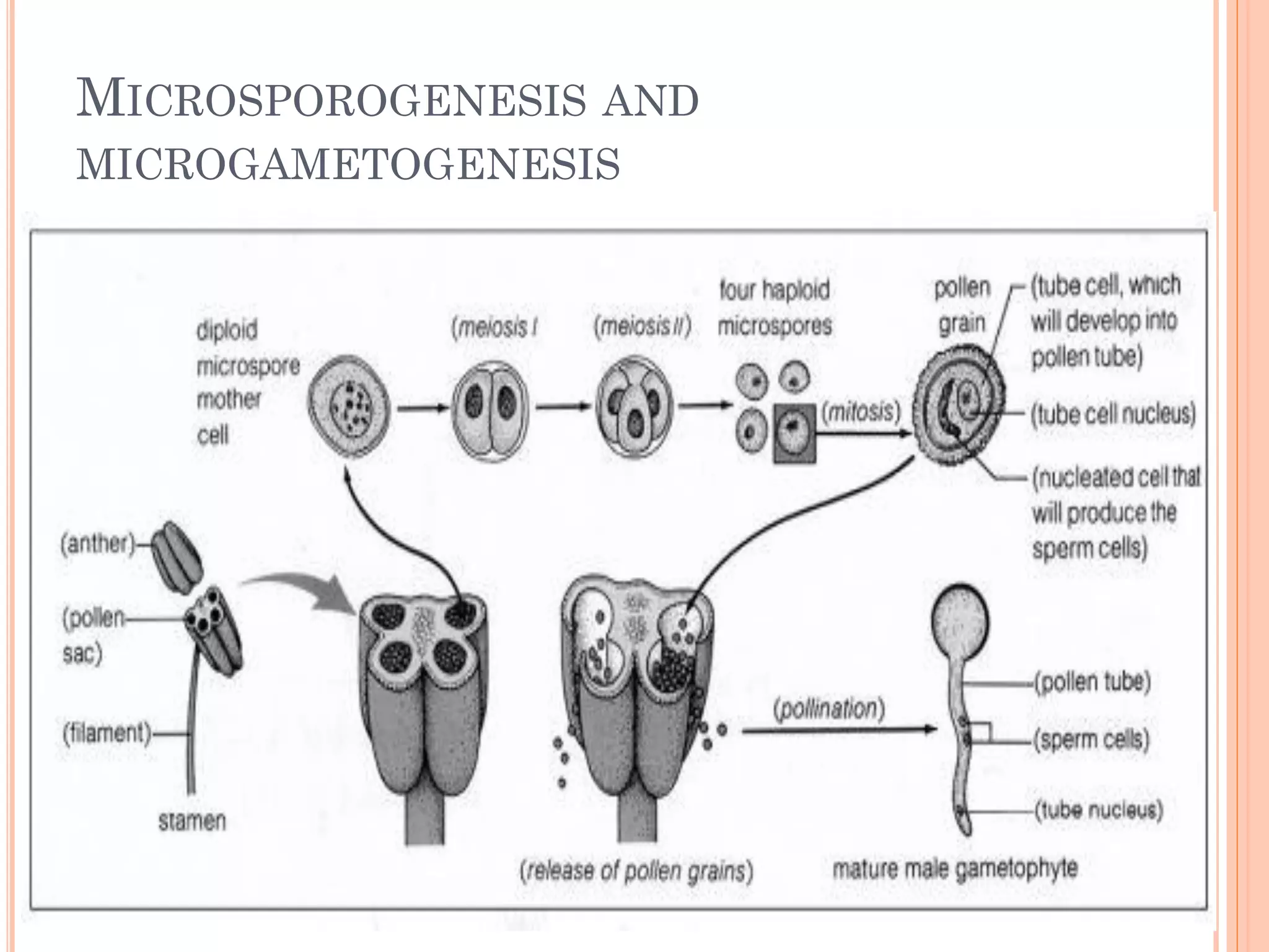 MICROSPOROGENESIS AND
MICROGAMETOGENESIS
 