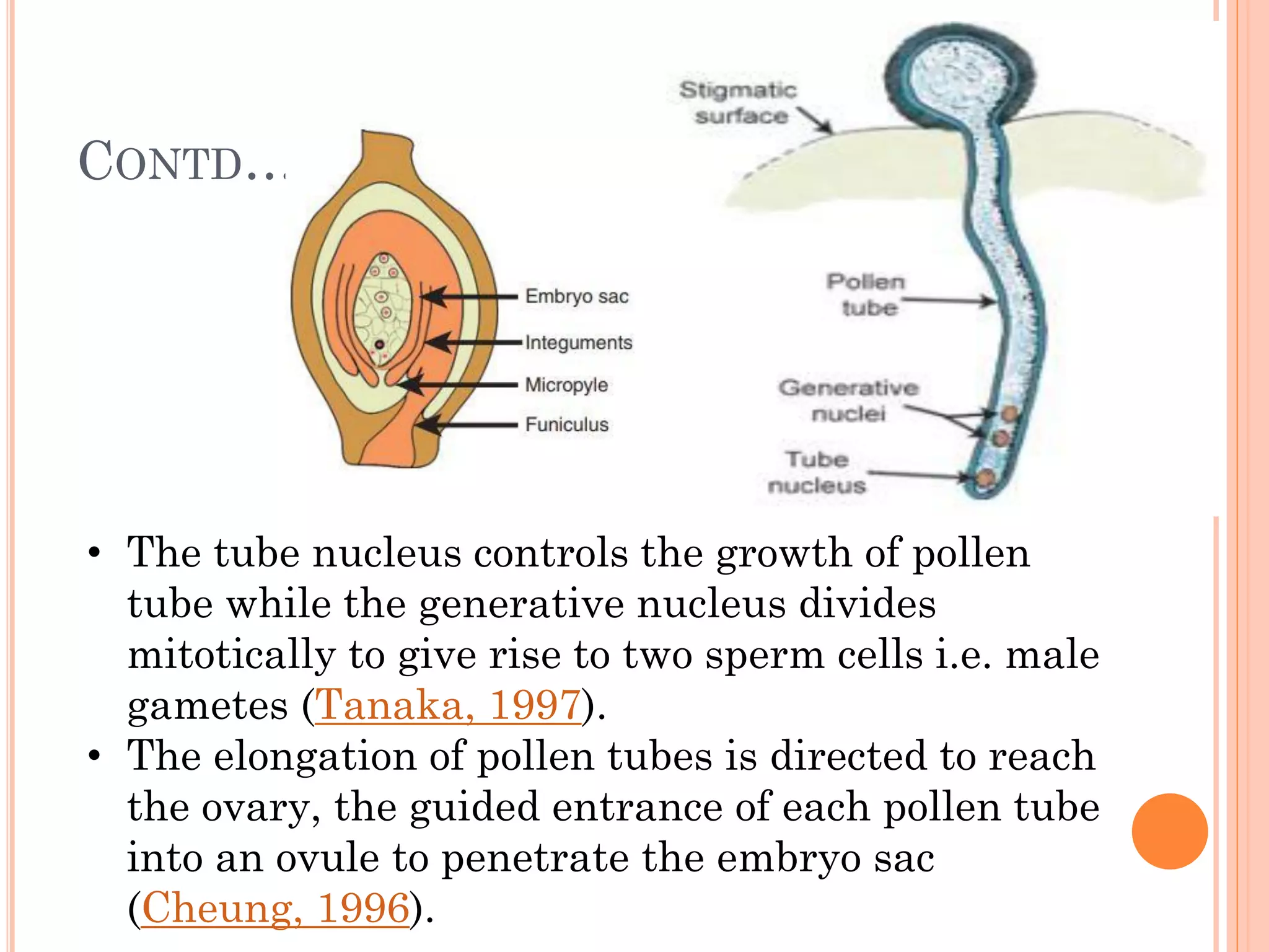 CONTD…
• The tube nucleus controls the growth of pollen
tube while the generative nucleus divides
mitotically to give rise to two sperm cells i.e. male
gametes (Tanaka, 1997).
• The elongation of pollen tubes is directed to reach
the ovary, the guided entrance of each pollen tube
into an ovule to penetrate the embryo sac
(Cheung, 1996).
 