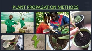 PLANT PROPAGATION METHODS
 