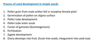 Process of seed development in simple words
1. Pollen grain from male anther fall in receptive female pistil
2. Germination of pollen on stigma surface
3. Pollen tube development
4. Pollen tube enter ovule
5. Fusion of gametes (Gametogenesis)
6. Fertilization
7. Zygote development
8. Ovary develops into fruit, Ovule into seeds, integument into seed coat.
 