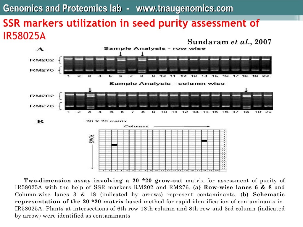 Seed purity test