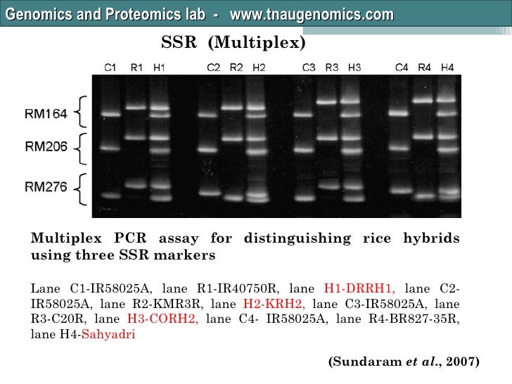 rice purity tes rice purity tes