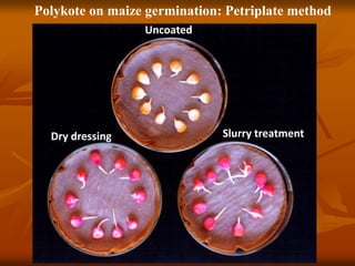 Polykote on maize germination: Petriplate method
Uncoated
Dry dressing Slurry treatment
 