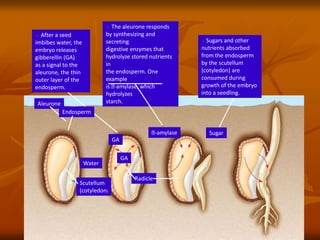 2 The aleurone responds
by synthesizing and
secreting
digestive enzymes that
hydrolyze stored nutrients
in
the endosperm. One
example
is -amylase, which
hydrolyzes
starch.
Aleurone
Endosperm
Water
Scutellum
(cotyledon)
GA
GA
-amylase
Radicle
Sugar
1 After a seed
imbibes water, the
embryo releases
gibberellin (GA)
as a signal to the
aleurone, the thin
outer layer of the
endosperm.
3 Sugars and other
nutrients absorbed
from the endosperm
by the scutellum
(cotyledon) are
consumed during
growth of the embryo
into a seedling.
 