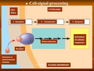  Cell-signal processing
CELL
WALL
CYTOPLASM
1 Reception 2 Transduction 3 Response
Receptor
Relay molecules
Activation
of cellular
responses
Hormone or
environmental
stimulus
PLASMA MEMBRANE
 