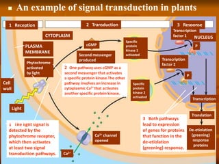 1 Reception 2 Transduction 3 Response
CYTOPLASM
PLASMA
MEMBRANE
Phytochrome
activated
by light
Cell
wall
Light
cGMP
Second messenger
produced
Specific
protein
kinase 1
activated
Transcription
factor 1 NUCLEUS
P
P
Transcription
Translation
De-etiolation
(greening)
response
proteins
Ca2+
Ca2+ channel
opened
Specific
protein
kinase 2
activated
Transcription
factor 2
 An example of signal transduction in plants
1 The light signal is
detected by the
phytochrome receptor,
which then activates
at least two signal
transduction pathways.
2 One pathway uses cGMP as a
second messenger that activates
a specific protein kinase.The other
pathway involves an increase in
cytoplasmic Ca2+ that activates
another specific protein kinase.
3 Both pathways
lead to expression
of genes for proteins
that function in the
de-etiolation
(greening) response.
 