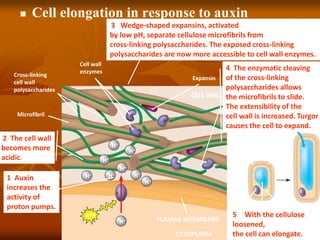 Expansin
CELL WALL
Cell wall
enzymes
Cross-linking
cell wall
polysaccharides
Microfibril
H+ H+
H+
H+
H+
H+
H+
H+
H+
ATP
PLASMA MEMBRANE
Plasma
membrane
Cell
wall
Nucleus
Vacuole
Cytoplasm
H2O
CYTOPLASM
 Cell elongation in response to auxin
1 Auxin
increases the
activity of
proton pumps.
4 The enzymatic cleaving
of the cross-linking
polysaccharides allows
the microfibrils to slide.
The extensibility of the
cell wall is increased. Turgor
causes the cell to expand.
2 The cell wall
becomes more
acidic.
5 With the cellulose
loosened,
the cell can elongate.
3 Wedge-shaped expansins, activated
by low pH, separate cellulose microfibrils from
cross-linking polysaccharides. The exposed cross-linking
polysaccharides are now more accessible to cell wall enzymes.
 