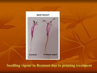 Seedling vigour in Beetroot due to priming treatment
 