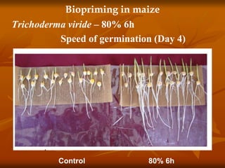 Biopriming in maize
Trichoderma viride – 80% 6h
Speed of germination (Day 4)
Control 80% 6h
 