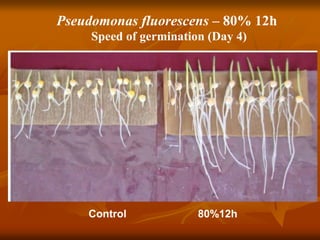 Pseudomonas fluorescens – 80% 12h
Speed of germination (Day 4)
Control 80%12h
 