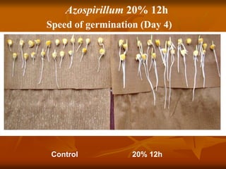 Azospirillum 20% 12h
Speed of germination (Day 4)
Control 20% 12h
 