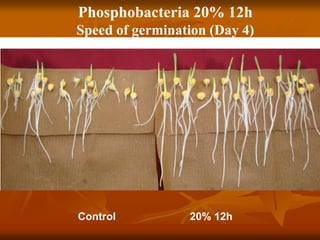 Phosphobacteria 20% 12h
Speed of germination (Day 4)
Control 20% 12h
 
