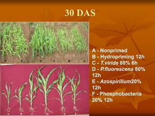 30 DAS
A - Nonprimed
B - Hydropriming 12h
C - T.viride 80% 6h
D - P.fluorescens 80%
12h
E - Azospirillum20%
12h
F - Phosphobacteria
20% 12h
 
