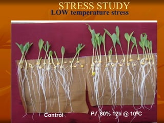STRESS STUDY
LOW temperature stress
Control P.f 80% 12h @ 100C
 