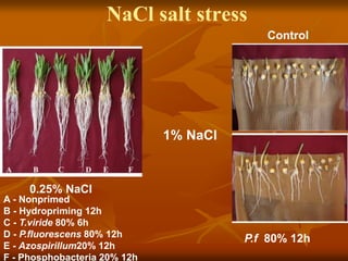 NaCl salt stress
Control
P.f 80% 12h
0.25% NaCl
1% NaCl
A - Nonprimed
B - Hydropriming 12h
C - T.viride 80% 6h
D - P.fluorescens 80% 12h
E - Azospirillum20% 12h
F - Phosphobacteria 20% 12h
 