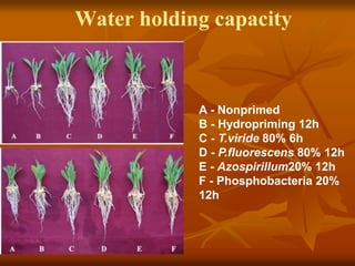 Water holding capacity
A - Nonprimed
B - Hydropriming 12h
C - T.viride 80% 6h
D - P.fluorescens 80% 12h
E - Azospirillum20% 12h
F - Phosphobacteria 20%
12h
 
