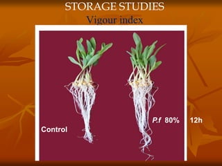 STORAGE STUDIES
Vigour index
Control
P.f 80% 12h
 