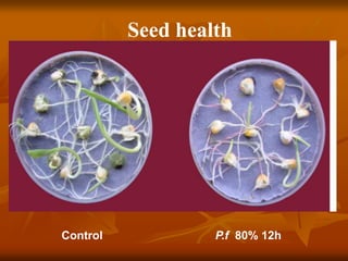 Seed health
Control P.f 80% 12h
 