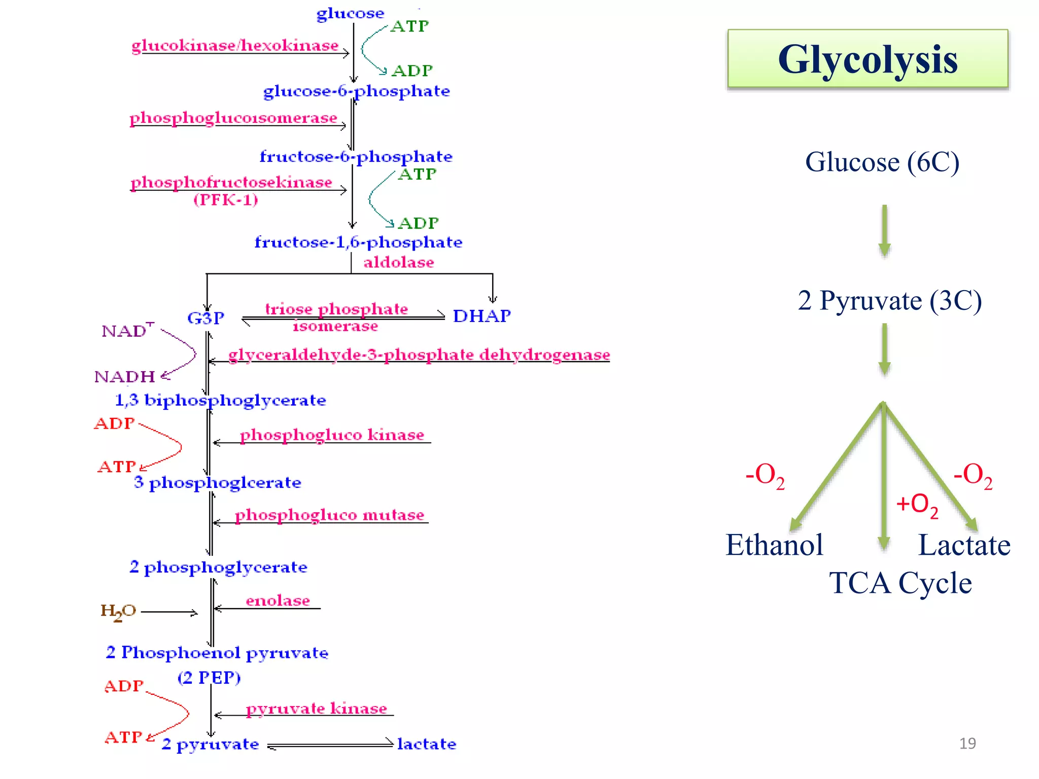 Glycolysis
19
Glucose (6C)
2 Pyruvate (3C)
-O2 -O2
Ethanol Lactate
TCA Cycle
+O2
 
